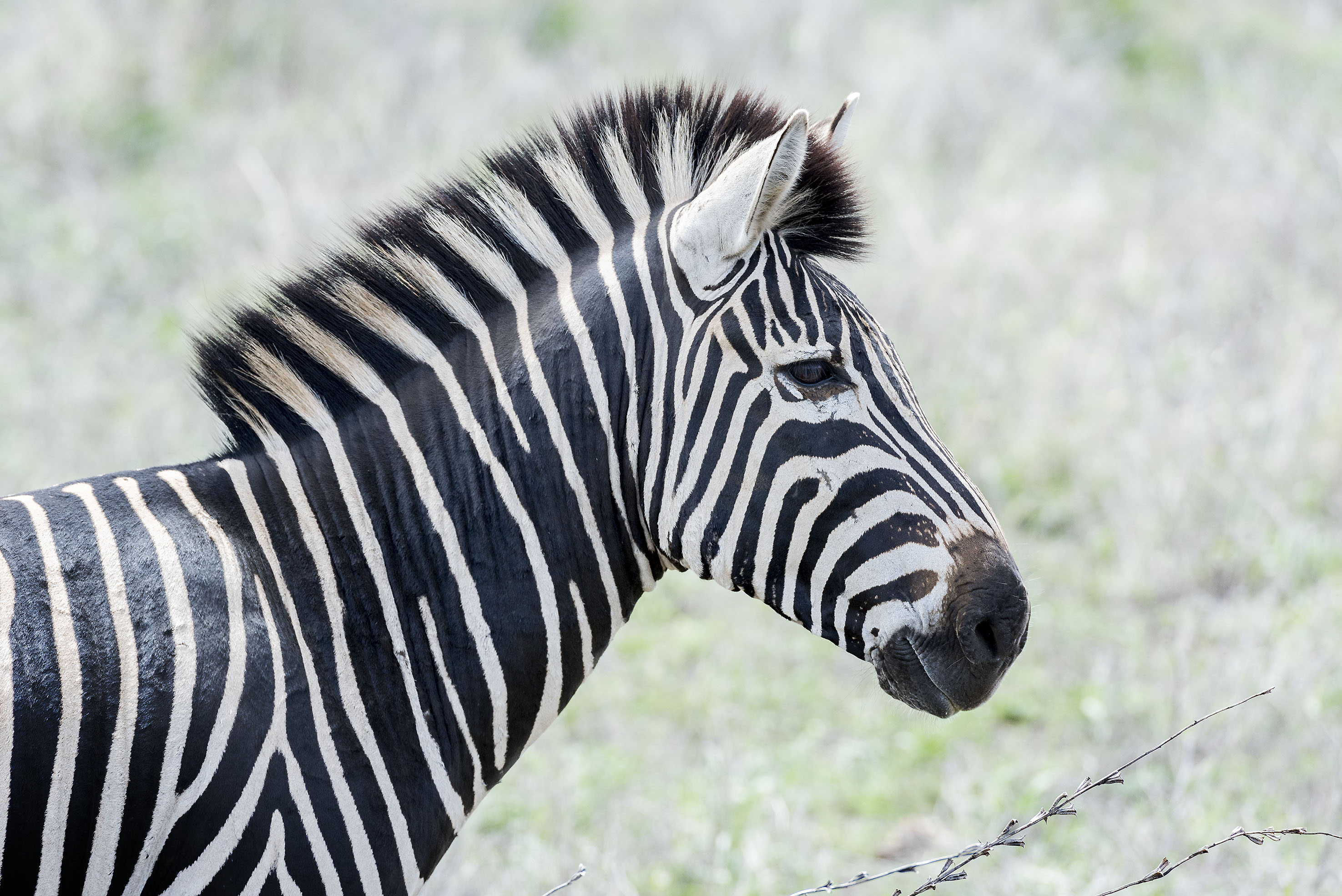 Arthur Los Fotografie - South African National Park Kruger
