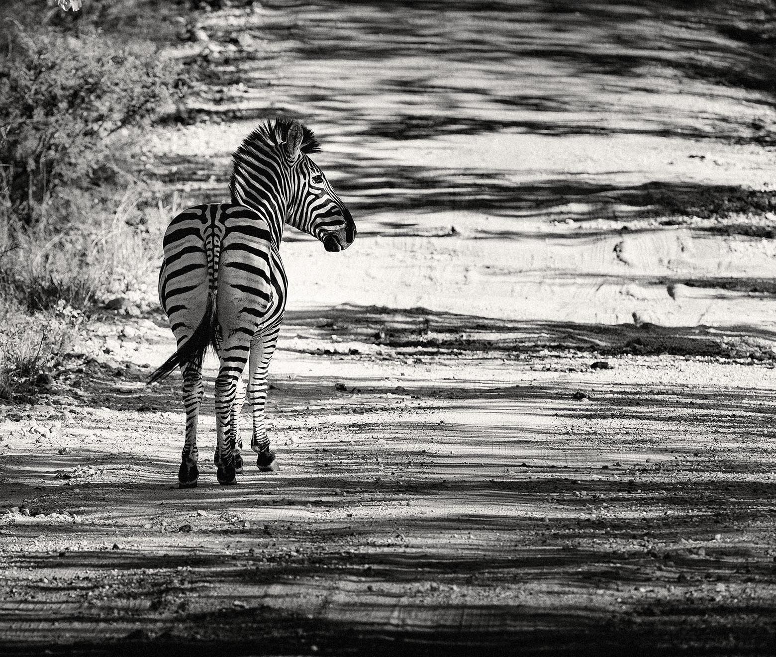 Arthur Los Fotografie - South African National Park Kruger